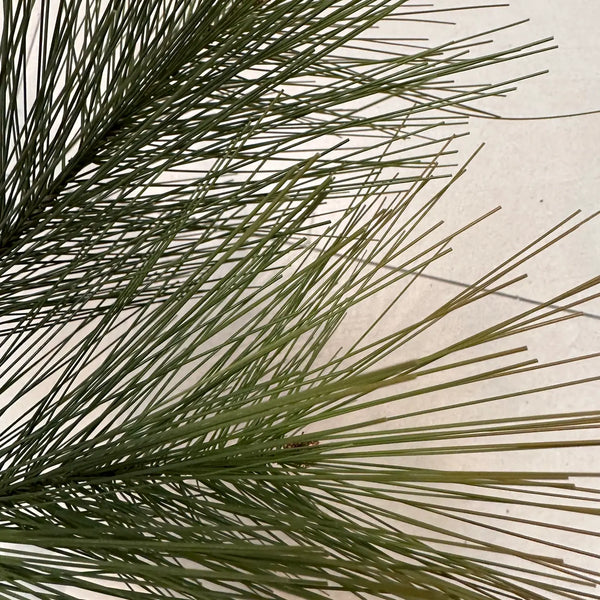 Long Needle Pine Spray
