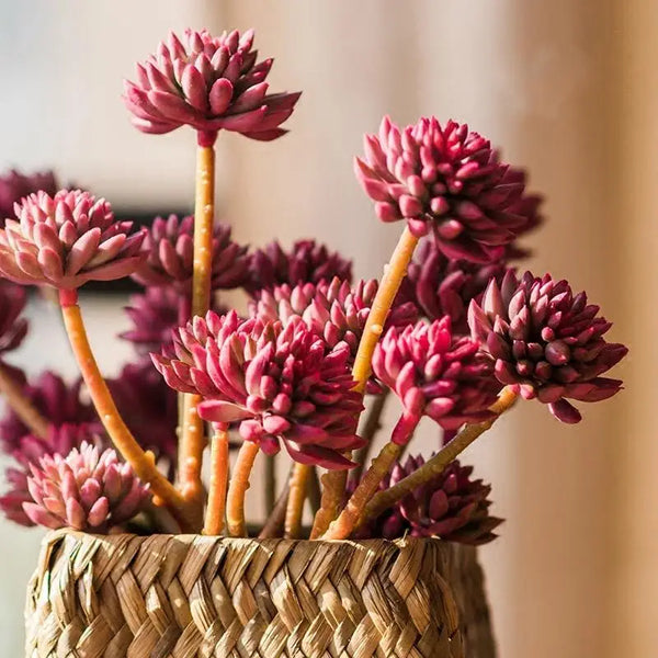 Succulent Stem Set