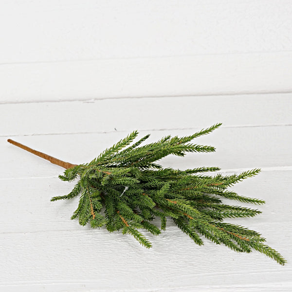 Norfolk Pines