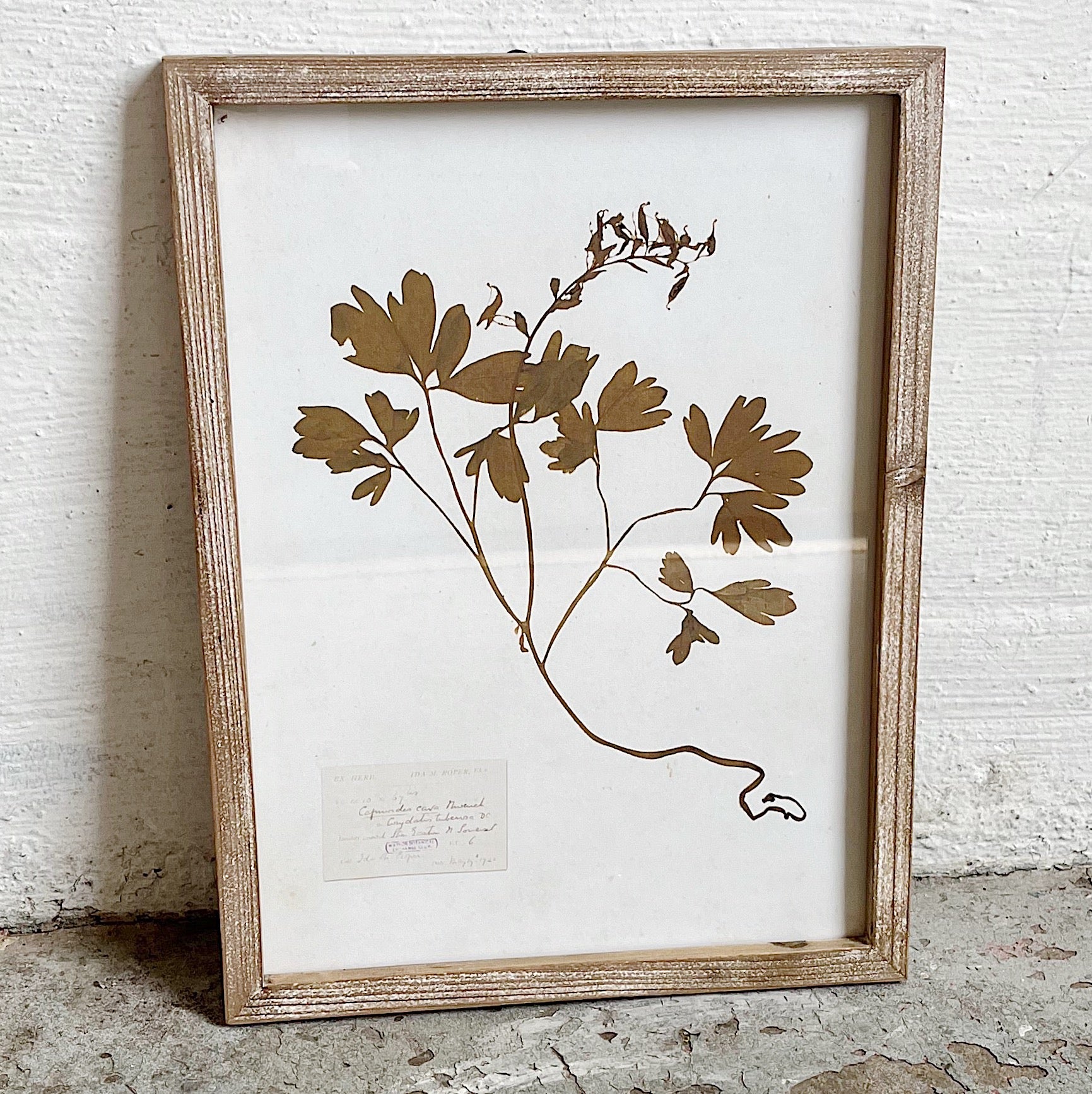 Botanical Framed Wall Decor