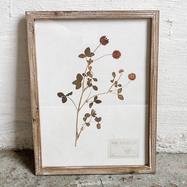 Botanical Framed Wall Decor