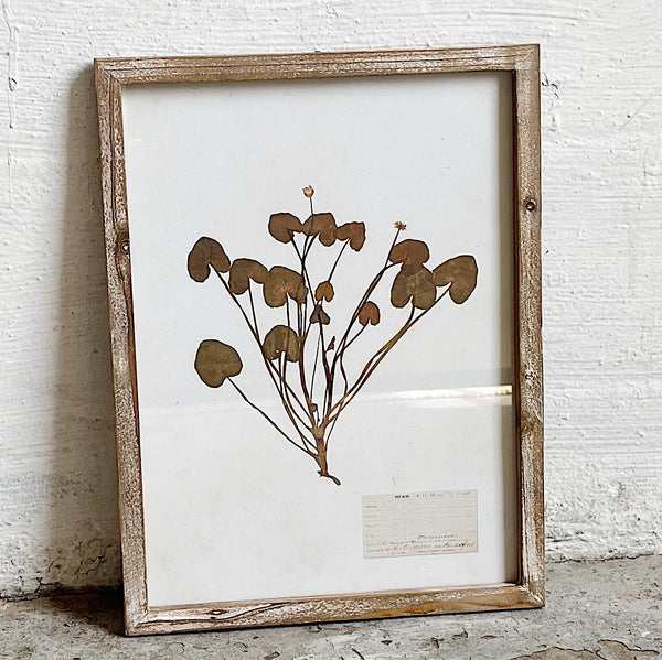 Botanical Framed Wall Decor