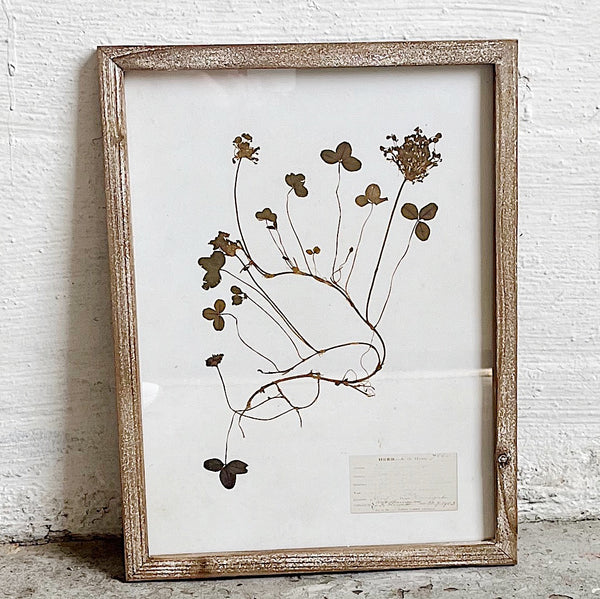 Botanical Framed Wall Decor