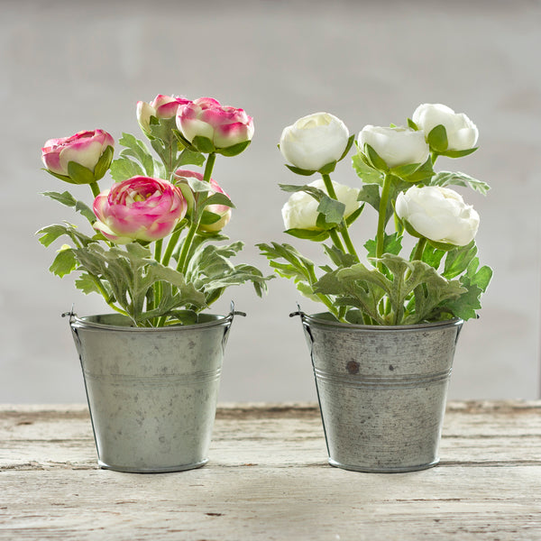 Planter | White Ranunculus