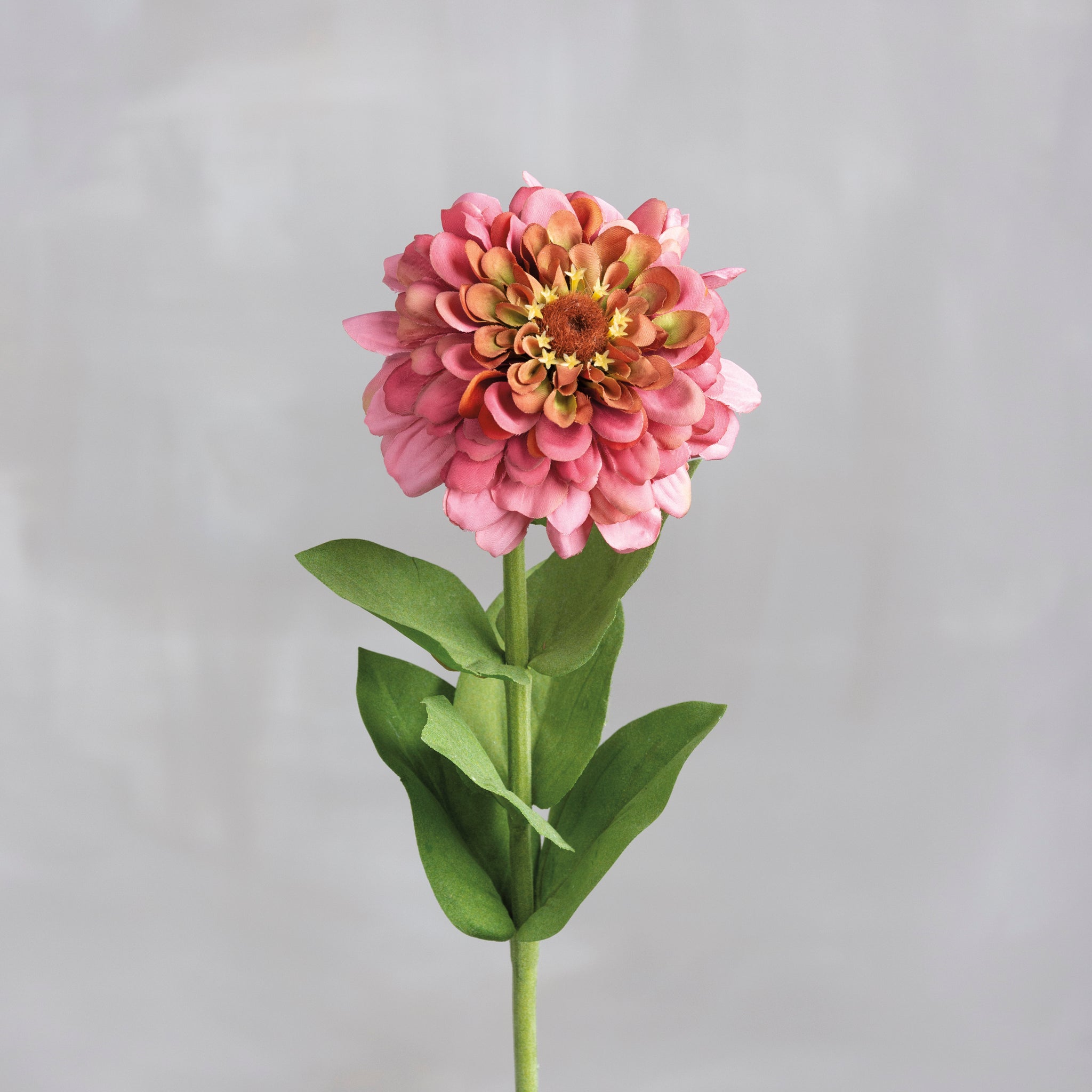 Pick | Pink Zinnia