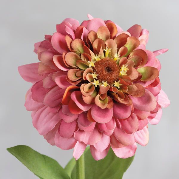 Pick | Pink Zinnia