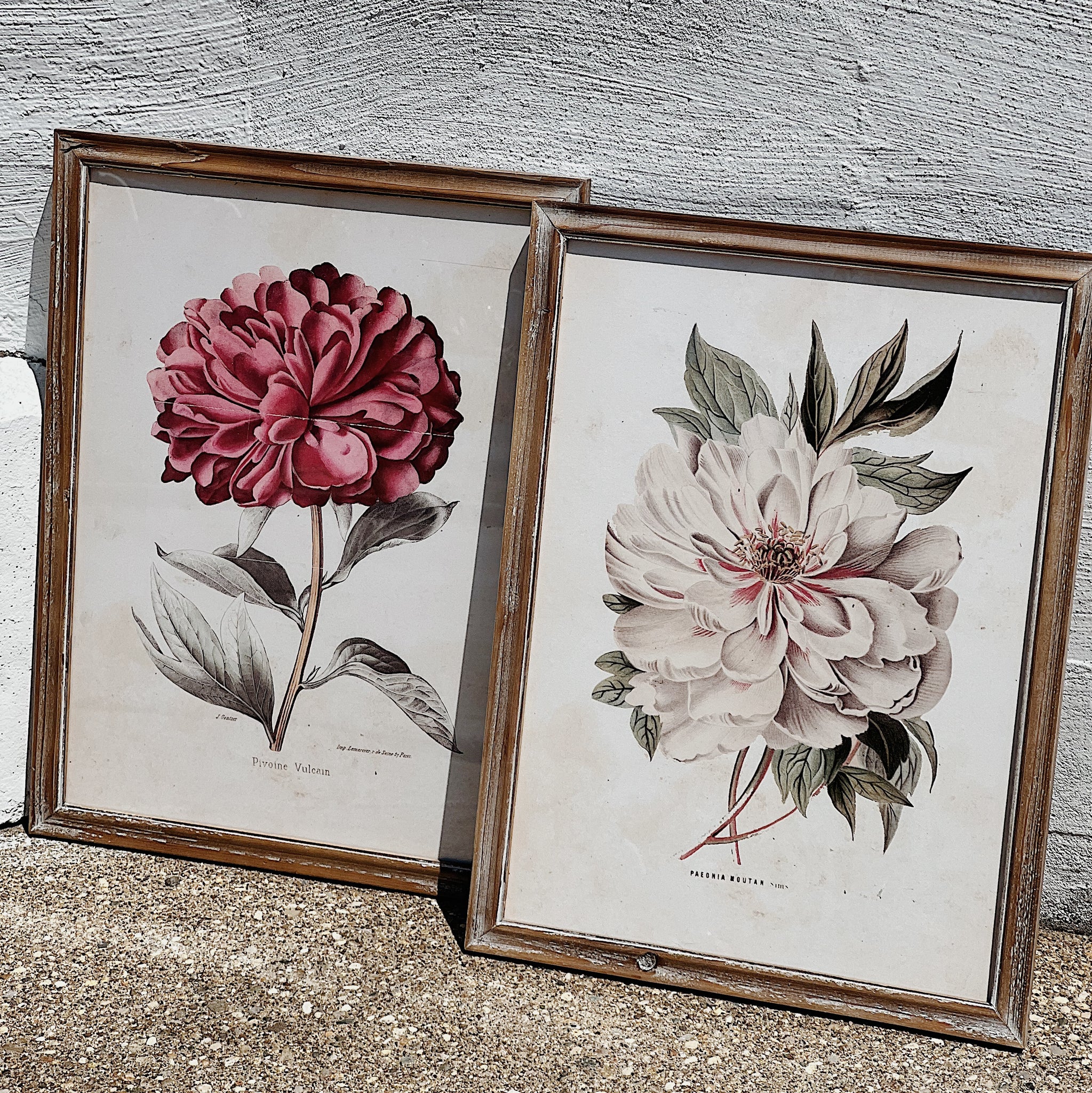 Framed Peony Print