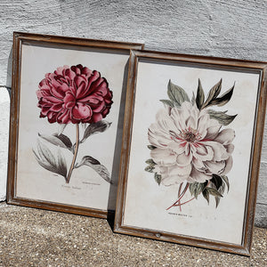 Framed Peony Print