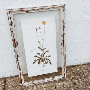 Framed Dandelion Print