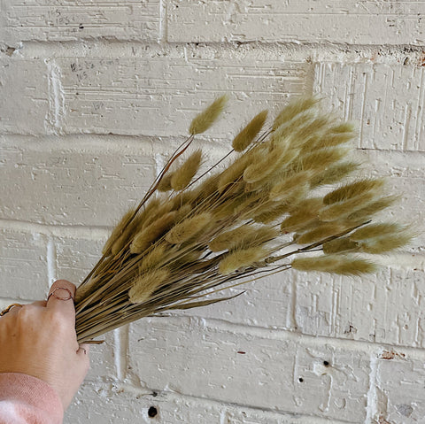 Natural Bunny Tail Grass