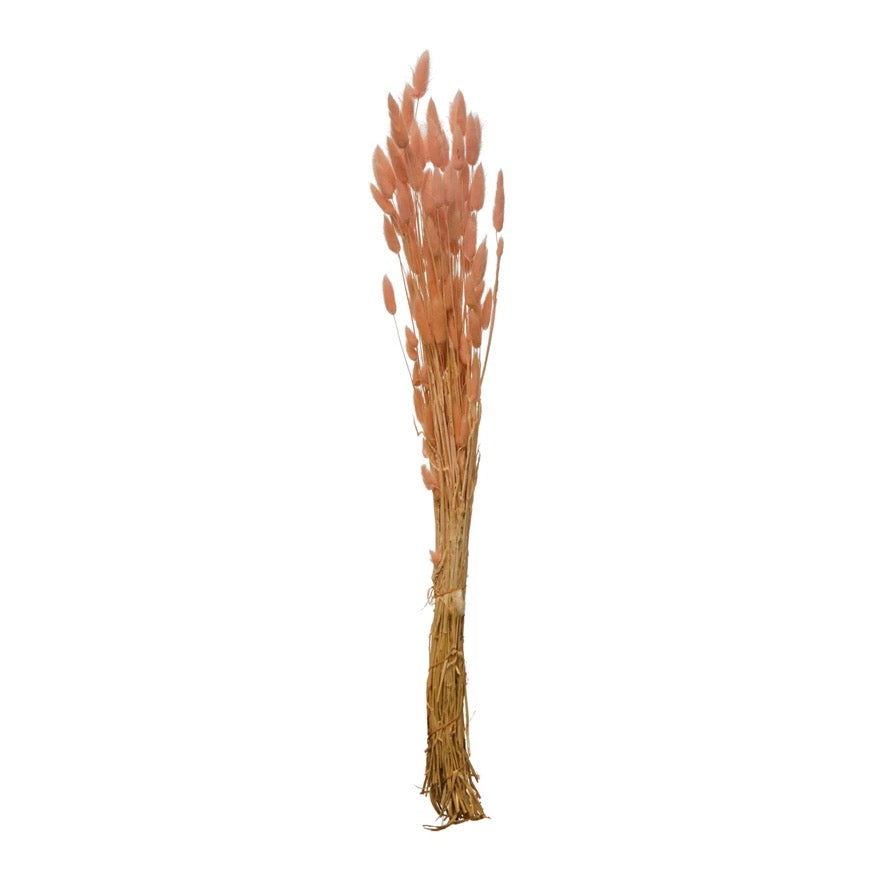 Dried Natural Bunny Tail Bunch